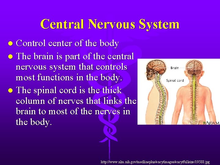 Central Nervous System Control center of the body l The brain is part of