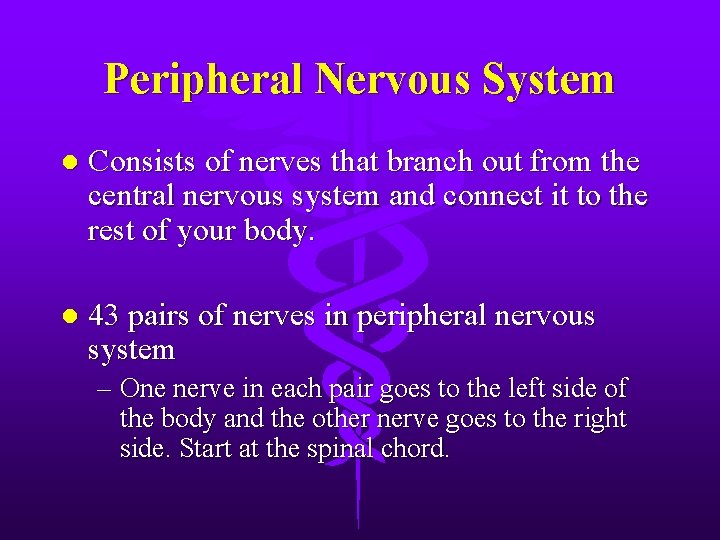 Peripheral Nervous System l Consists of nerves that branch out from the central nervous