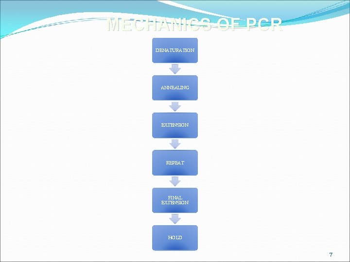 MECHANICS OF PCR DENATURATION ANNEALING EXTENSION REPEAT FINAL EXTENSION HOLD 7 