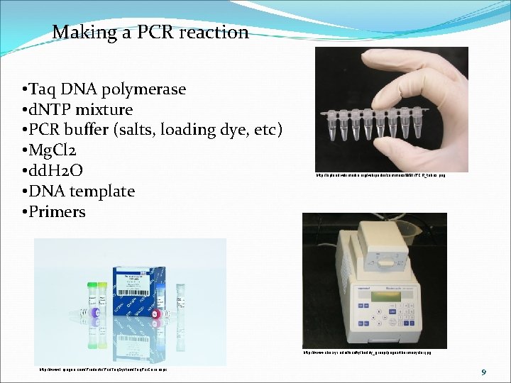 Making a PCR reaction • Taq DNA polymerase • d. NTP mixture • PCR