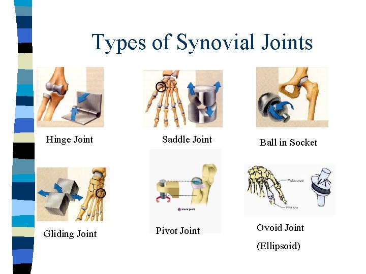 Types of Synovial Joints Hinge Joint Gliding Joint Saddle Joint Pivot Joint Ball in