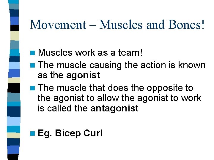 Movement – Muscles and Bones! n Muscles work as a team! n The muscle