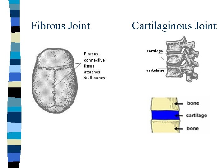 Fibrous Joint Cartilaginous Joint 