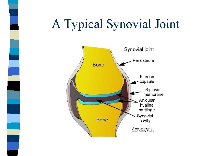 A Typical Synovial Joint 