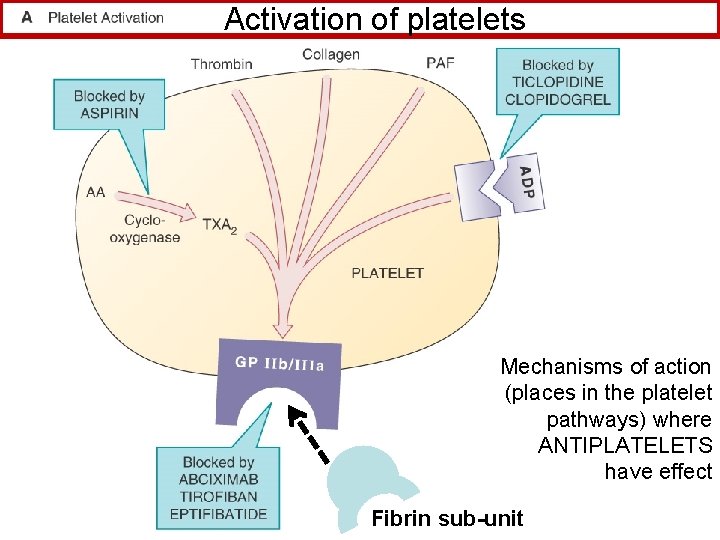 Activation of platelets Mechanisms of action (places in the platelet pathways) where ANTIPLATELETS have