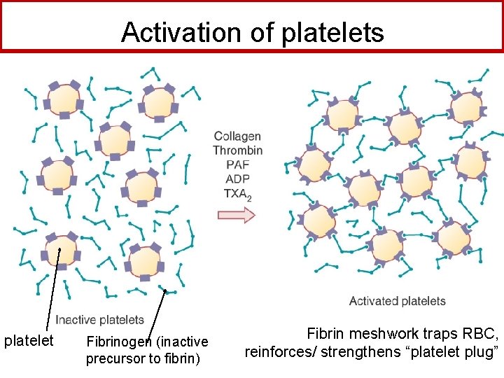 Activation of platelets platelet Fibrinogen (inactive precursor to fibrin) Fibrin meshwork traps RBC, reinforces/