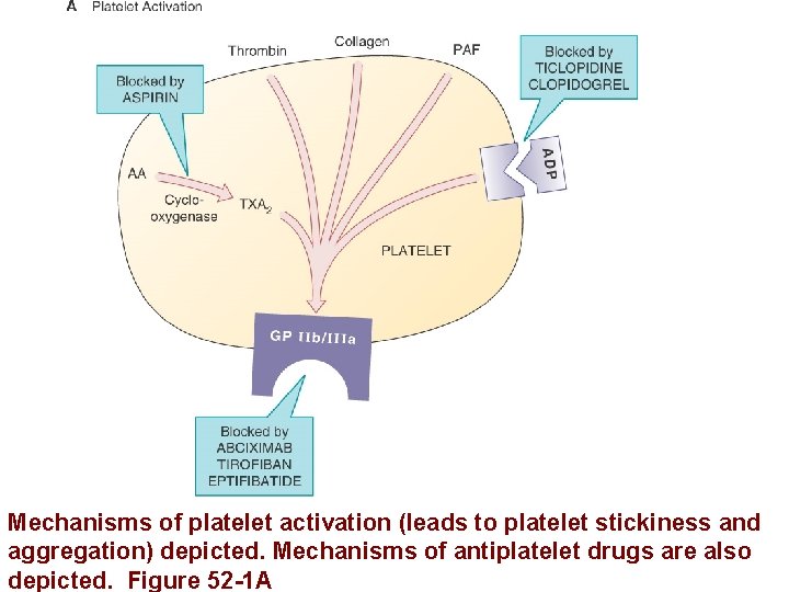 Mechanisms of platelet activation (leads to platelet stickiness and aggregation) depicted. Mechanisms of antiplatelet