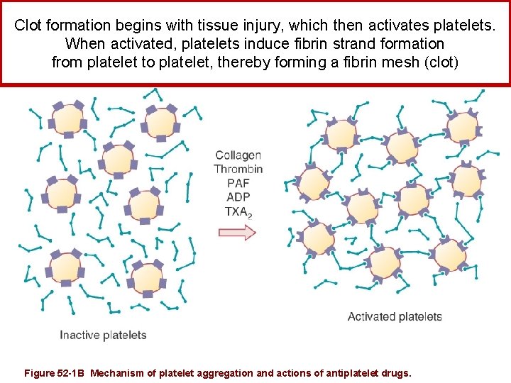 Clot formation begins with tissue injury, which then activates platelets. When activated, platelets induce