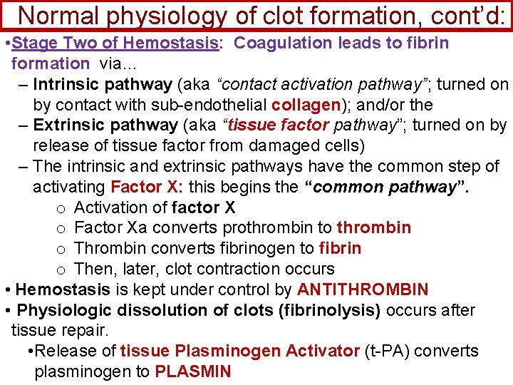 Normal physiology of clot formation, cont’d: • Stage Two of Hemostasis: Coagulation leads to