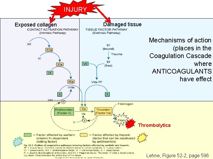 INJURY Exposed collagen Damaged tissue Mechanisms of action (places in the Coagulation Cascade where