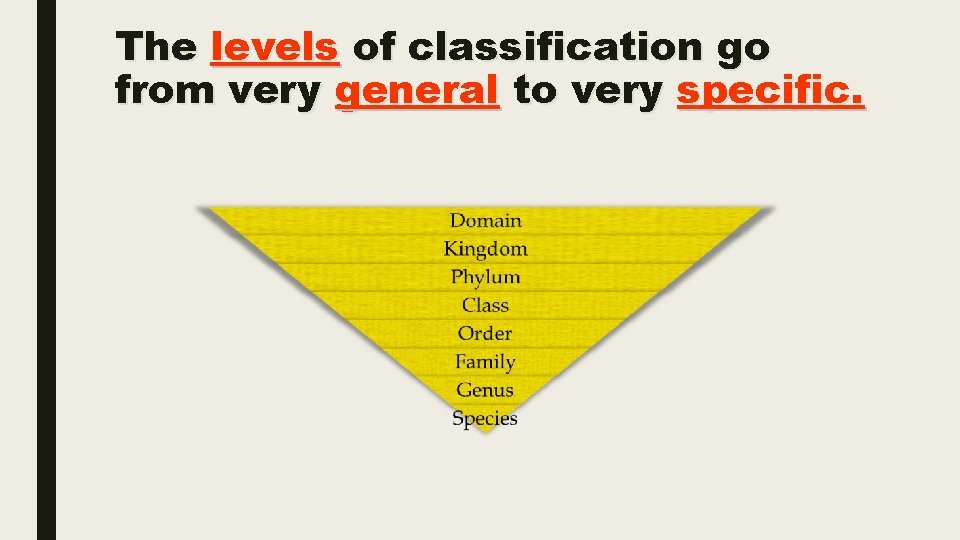 The levels of classification go from very general to very specific. 