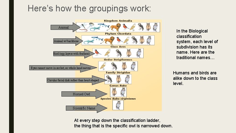 Here’s how the groupings work: Animal w/ backbone Bird (egg-layers with feathers) In the