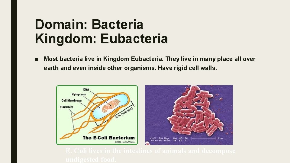 Domain: Bacteria Kingdom: Eubacteria ■ Most bacteria live in Kingdom Eubacteria. They live in