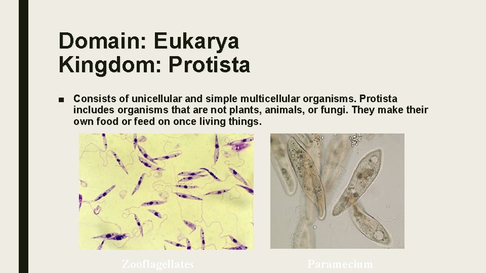Domain: Eukarya Kingdom: Protista ■ Consists of unicellular and simple multicellular organisms. Protista includes