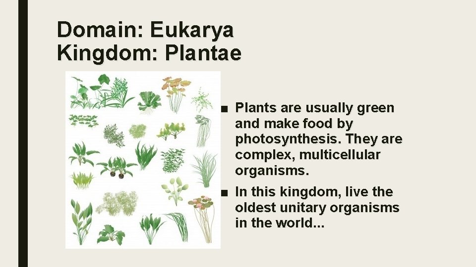 Domain: Eukarya Kingdom: Plantae ■ Plants are usually green and make food by photosynthesis.