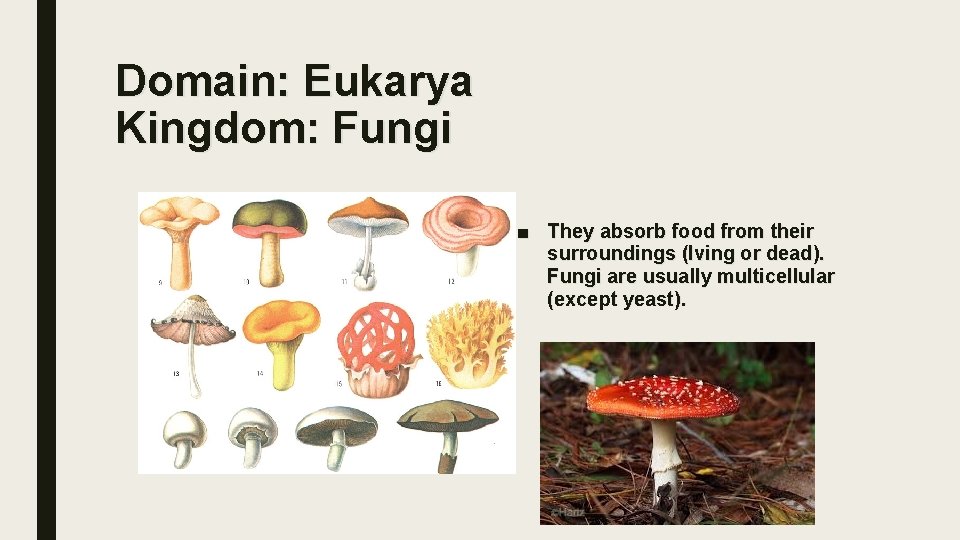 Domain: Eukarya Kingdom: Fungi ■ They absorb food from their surroundings (lving or dead).