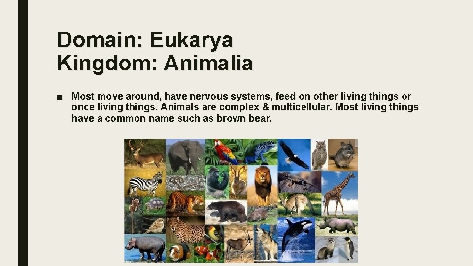 Domain: Eukarya Kingdom: Animalia ■ Most move around, have nervous systems, feed on other