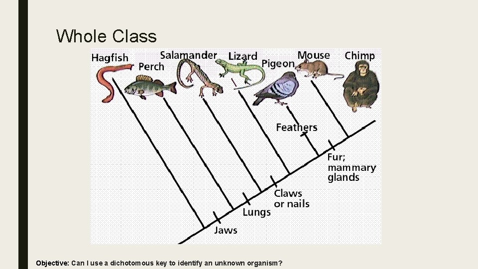 Whole Class Objective: Can I use a dichotomous key to identify an unknown organism?