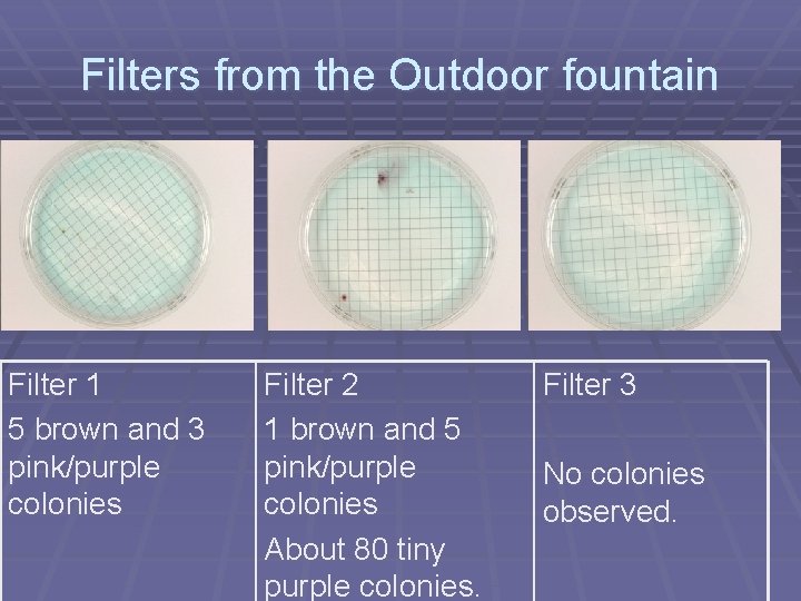 Filters from the Outdoor fountain Filter 1 5 brown and 3 pink/purple colonies Filter