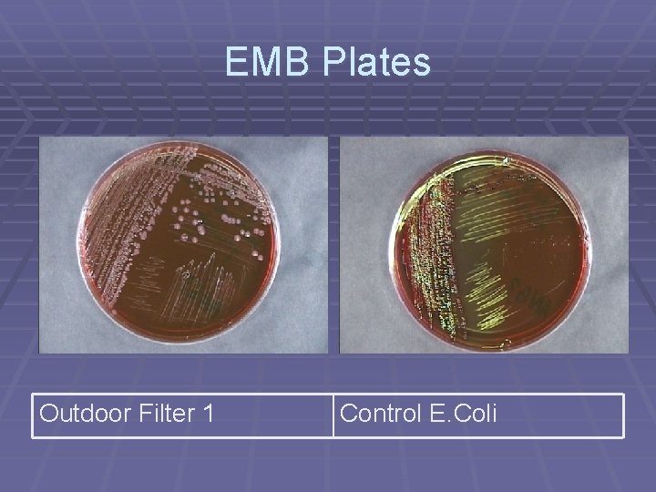 EMB Plates Outdoor Filter 1 Control E. Coli 