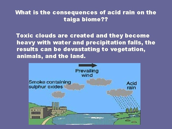 What is the consequences of acid rain on the taiga biome? ? Toxic clouds