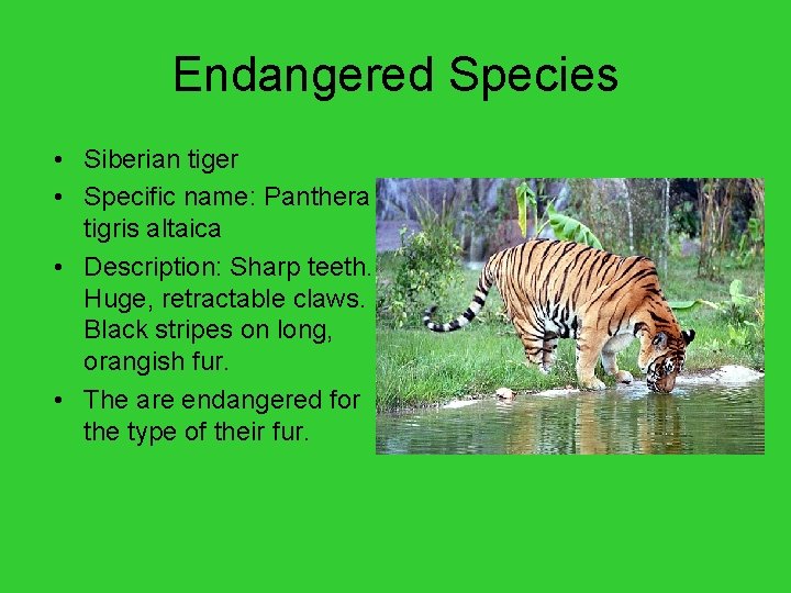 Endangered Species • Siberian tiger • Specific name: Panthera tigris altaica • Description: Sharp