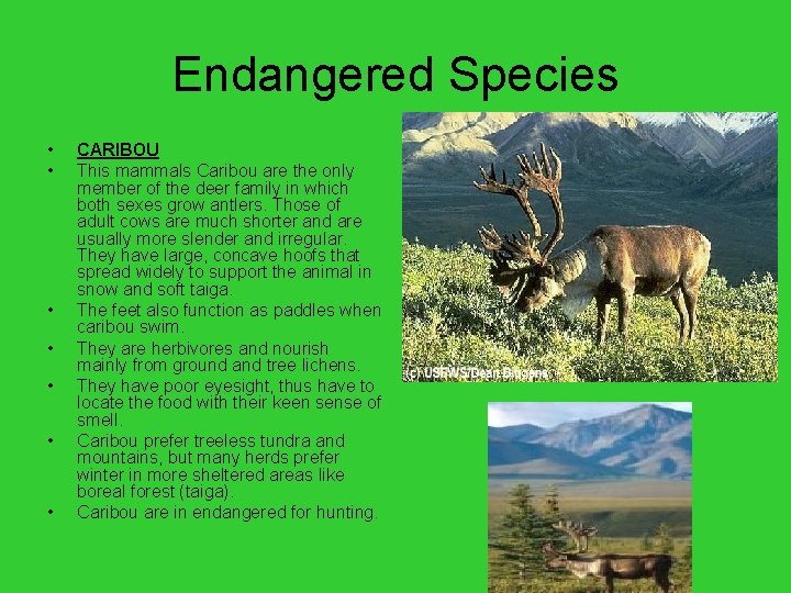 Endangered Species • • CARIBOU This mammals Caribou are the only member of the