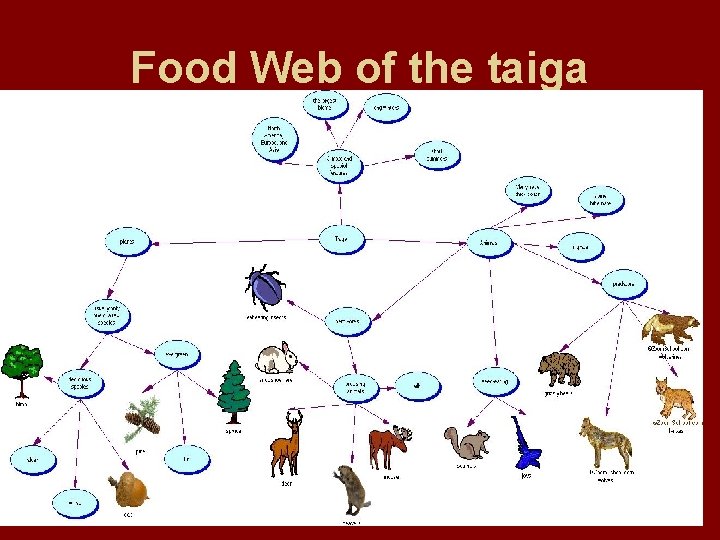 Food Web of the taiga 