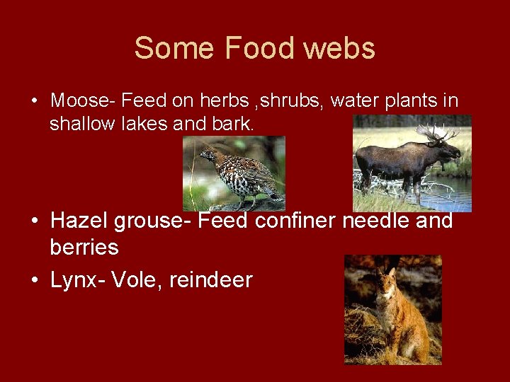 Some Food webs • Moose- Feed on herbs , shrubs, water plants in shallow