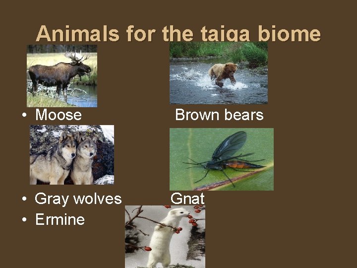 Animals for the taiga biome • Moose Brown bears • Gray wolves • Ermine
