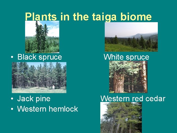 Plants in the taiga biome • Black spruce • Jack pine • Western hemlock