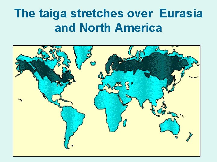 The taiga stretches over Eurasia and North America 