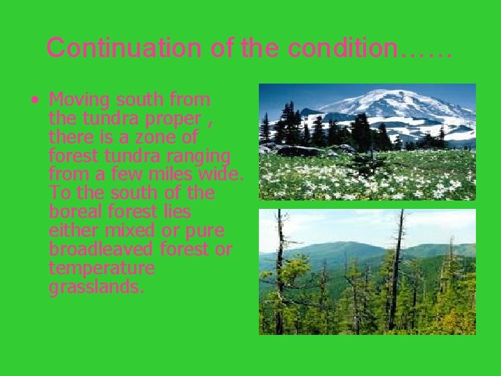 Continuation of the condition…… • Moving south from the tundra proper , there is