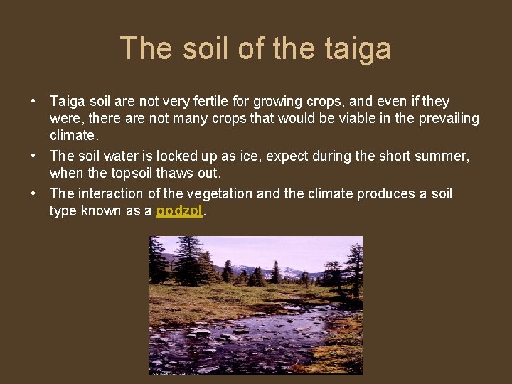 The soil of the taiga • Taiga soil are not very fertile for growing