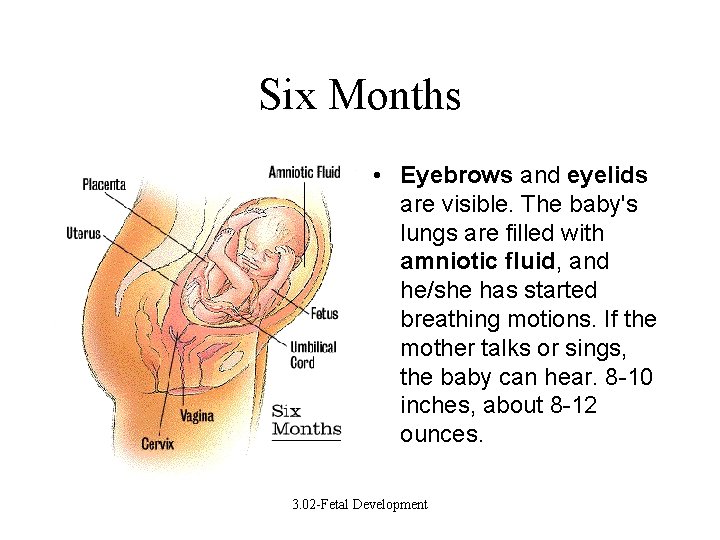Six Months • Eyebrows and eyelids are visible. The baby's lungs are filled with