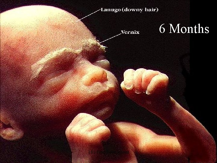 6 Months 3. 02 -Fetal Development 