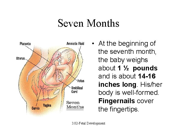 Seven Months • At the beginning of the seventh month, the baby weighs about