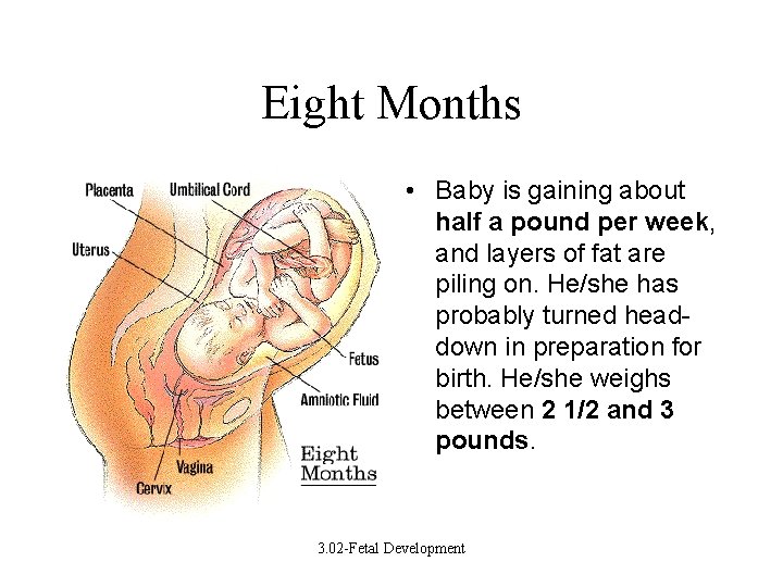 Eight Months • Baby is gaining about half a pound per week, and layers