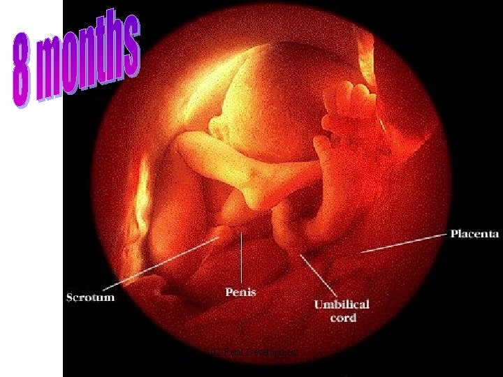 3. 02 -Fetal Development 