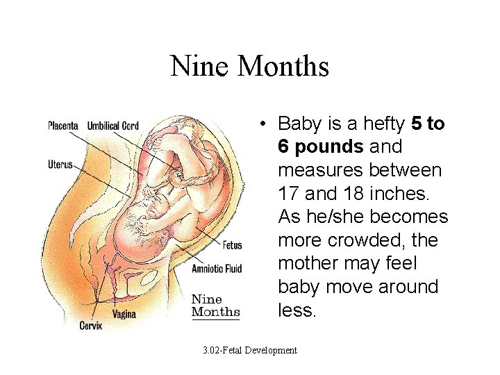 Nine Months • Baby is a hefty 5 to 6 pounds and measures between