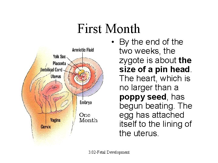 First Month • By the end of the two weeks, the zygote is about