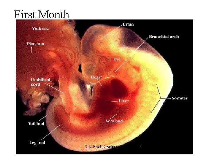 First Month 3. 02 -Fetal Development 