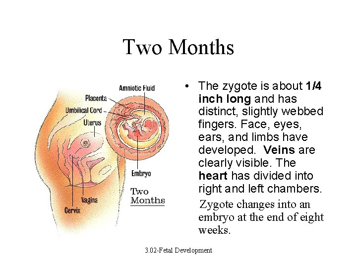 Two Months • The zygote is about 1/4 inch long and has distinct, slightly