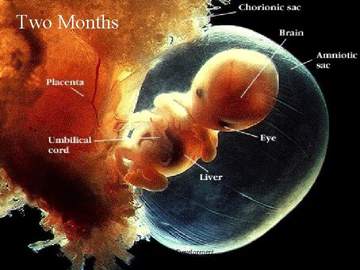 Two Months 3. 02 -Fetal Development 
