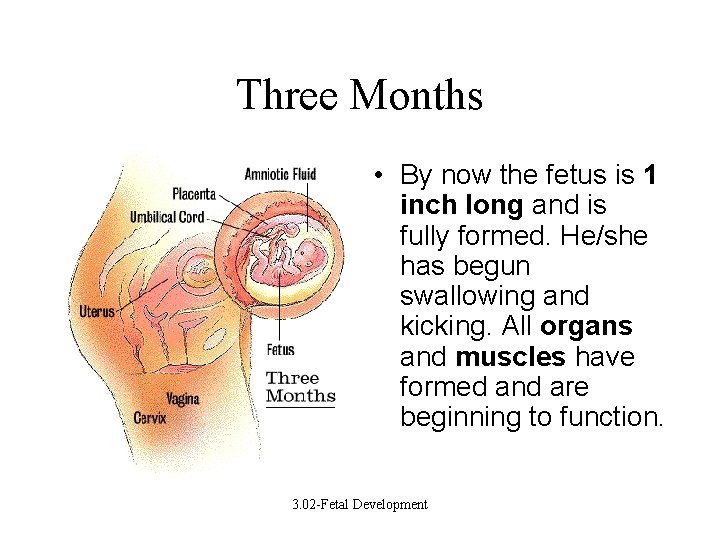 Three Months • By now the fetus is 1 inch long and is fully