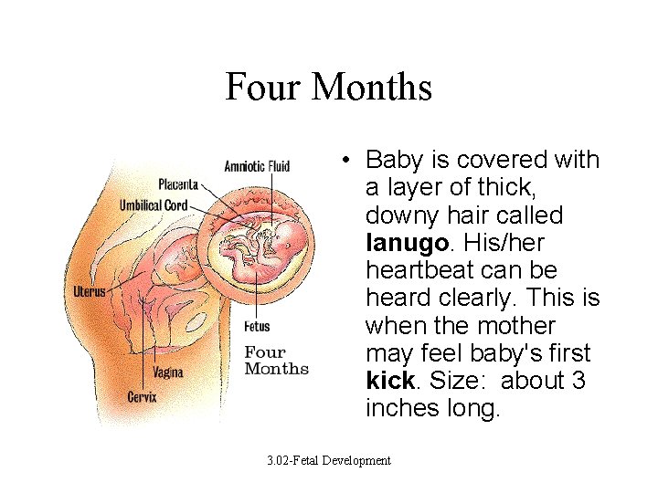 Four Months • Baby is covered with a layer of thick, downy hair called