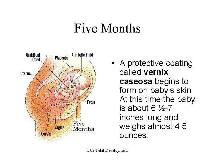 Five Months • A protective coating called vernix caseosa begins to form on baby's