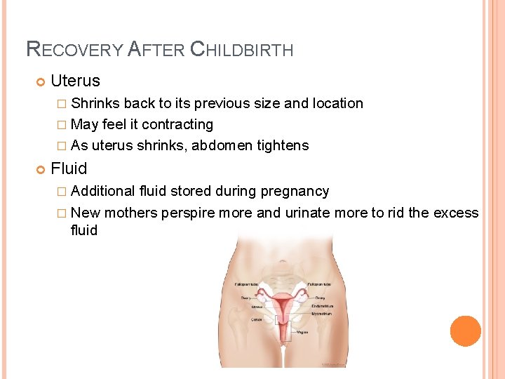 RECOVERY AFTER CHILDBIRTH Uterus � Shrinks back to its previous size and location �