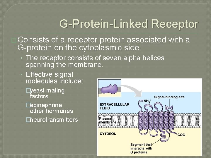 G-Protein-Linked Receptor � Consists of a receptor protein associated with a G-protein on the