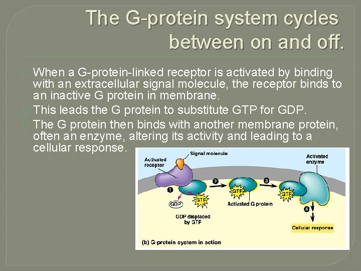 The G-protein system cycles between on and off. When a G-protein-linked receptor is activated